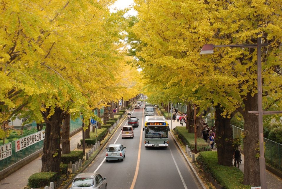 イチョウ並木 三島市観光web